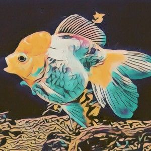 Meet your Posher, Dolly